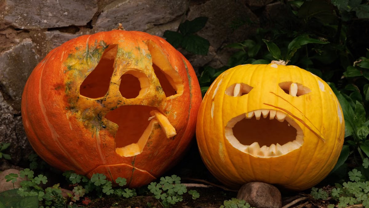 Two carved pumpkins with spooky faces sit outdoors, perfect for Halloween decoration.